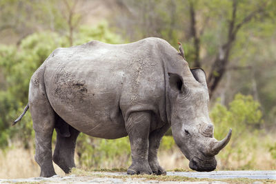 White rhinoceros standing on field