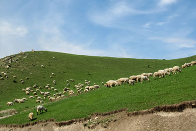 Flock of sheep grazing on hill