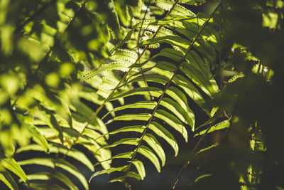 Close-up of fresh green leaves