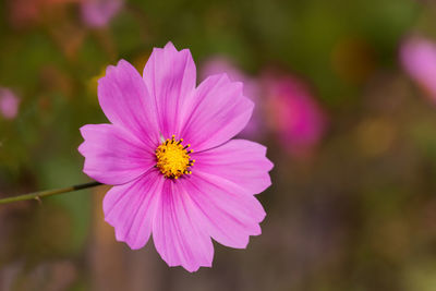 Close-up of pink flower blooming outdoors