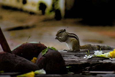 Close-up of bird eating food