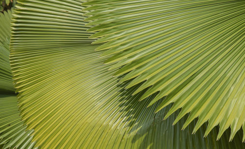 Full frame shot of palm leaves