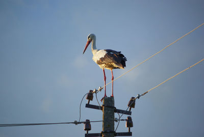 A proud lithuanian stork having a break and enjoying the sunlight in the late afternoon