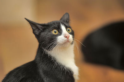 Close-up of a cat looking away