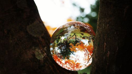 Close-up of rusty pipe on tree trunk