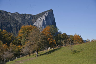 Autumn trees on landscape against sky