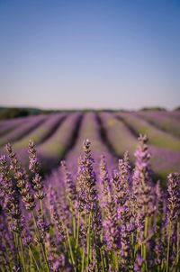 Purple flowering plants on field against clear sky