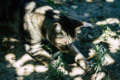 Close-up of a cat on field