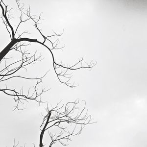 Low angle view of bare trees against sky