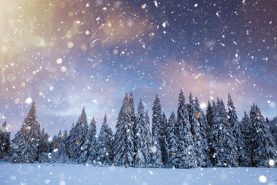 Pine trees in forest against sky during snowfall