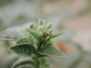 Close-up of plant outdoors