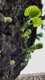 Close-up of fresh green plant against tree trunk