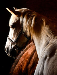 Close-up of horse