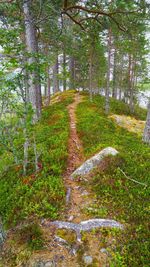 Pine trees in forest