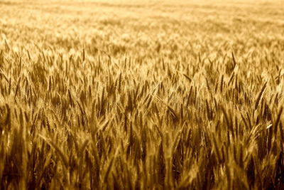 Crops growing on field
