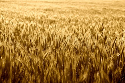 Crops growing on field