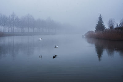 View of birds in lake