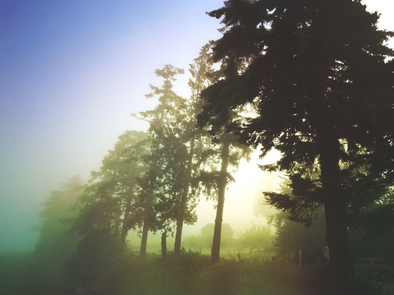 tree, tranquility, tranquil scene, clear sky, nature, beauty in nature, sun, growth, scenics, sunset, landscape, sunlight, silhouette, field, sky, sunbeam, non-urban scene, lens flare, no people, outdoors