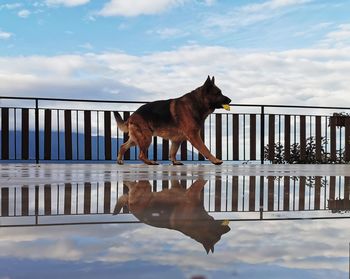 Dog standing by railing against sky