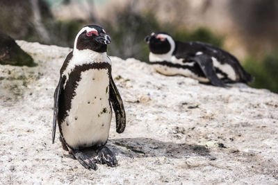 Close-up of penguin on rock