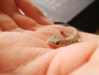 Close-up of a hand holding lizard