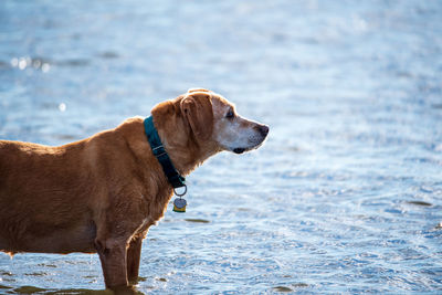 Dog looking away