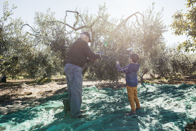Senior man and grandson harvesting olives together in orchard