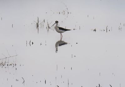 Flock of birds in lake