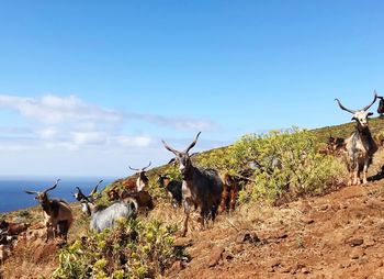 View of goats on field against sky