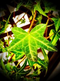 High angle view of maple leaf