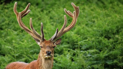 Portrait of deer on grass