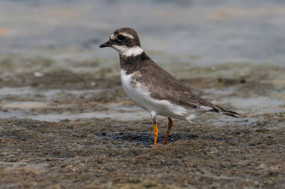 Close-up of bird perching on field