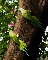 Low angle view of bird perching on tree