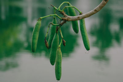 Close-up of berries growing on tree