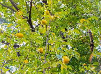 Low angle view of fruits growing on tree