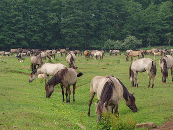 Wild horses in germany