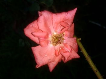 Close-up of pink flower blooming at night