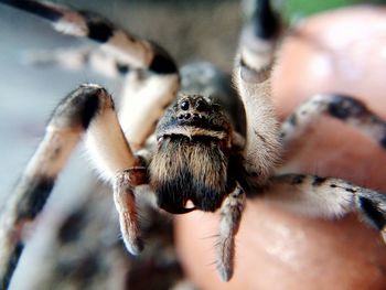 Close-up of insect