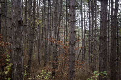 Pine trees in forest