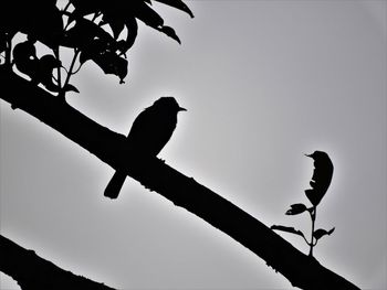 Low angle view of silhouette bird perching on tree against sky