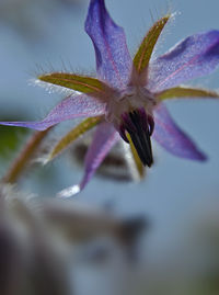 Close-up of purple flowers