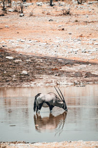 Horse drinking water in lake