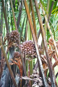 Close-up of palm tree