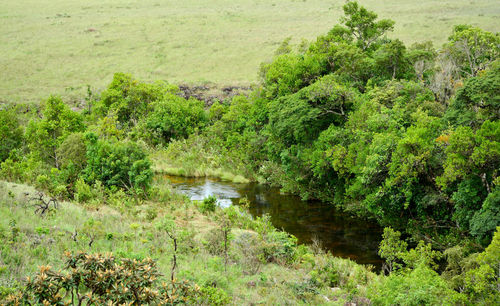 Scenic view of lake amidst trees in forest