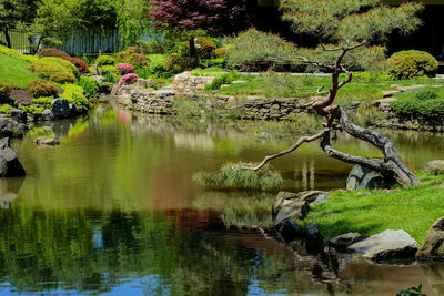 Reflection of trees in lake