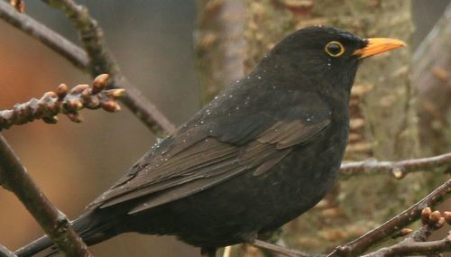 Close-up of bird perching on branch