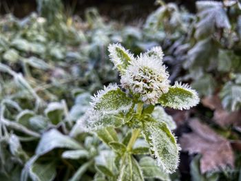 Close-up of frozen plant