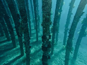 Close-up of trees growing in sea