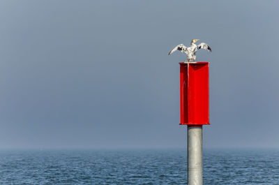 Seagull perching on a sea