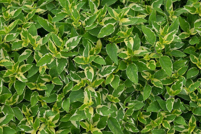 Full frame shot of fresh green plants